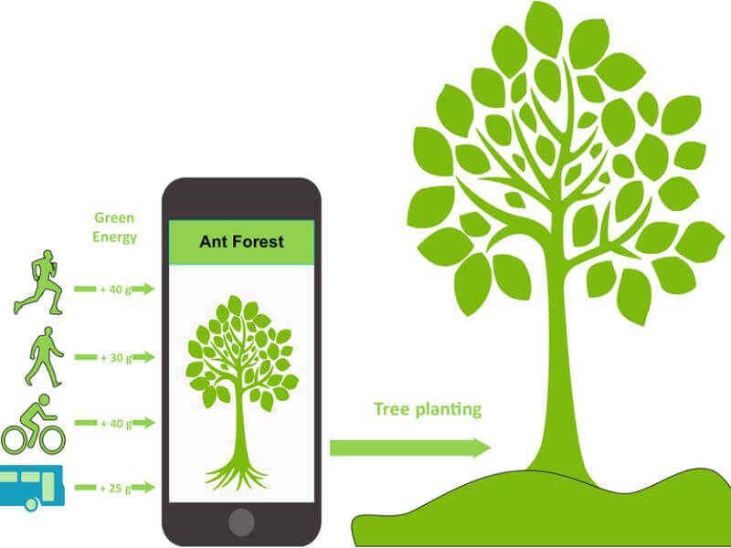 ant forest program